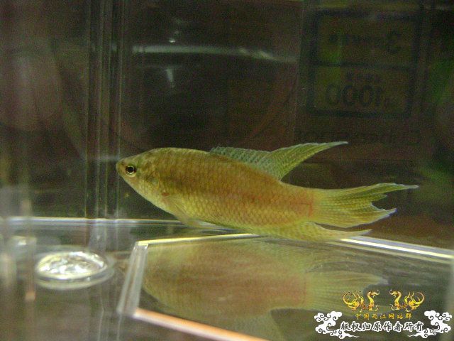 貌似SPE与HK的过渡种