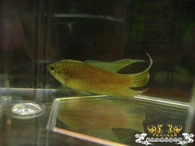 貌似SPE与HK的过渡种