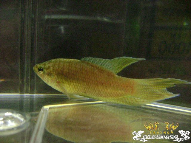 貌似SPE与HK的过渡种