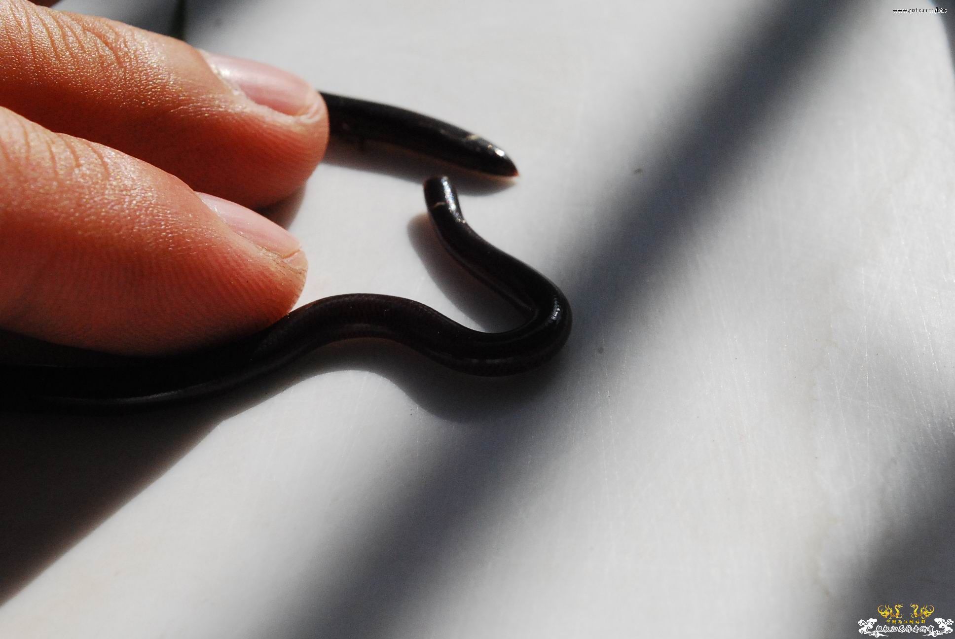 春天—长鼻蜡蝉、竹蜂、螳螂和蝽