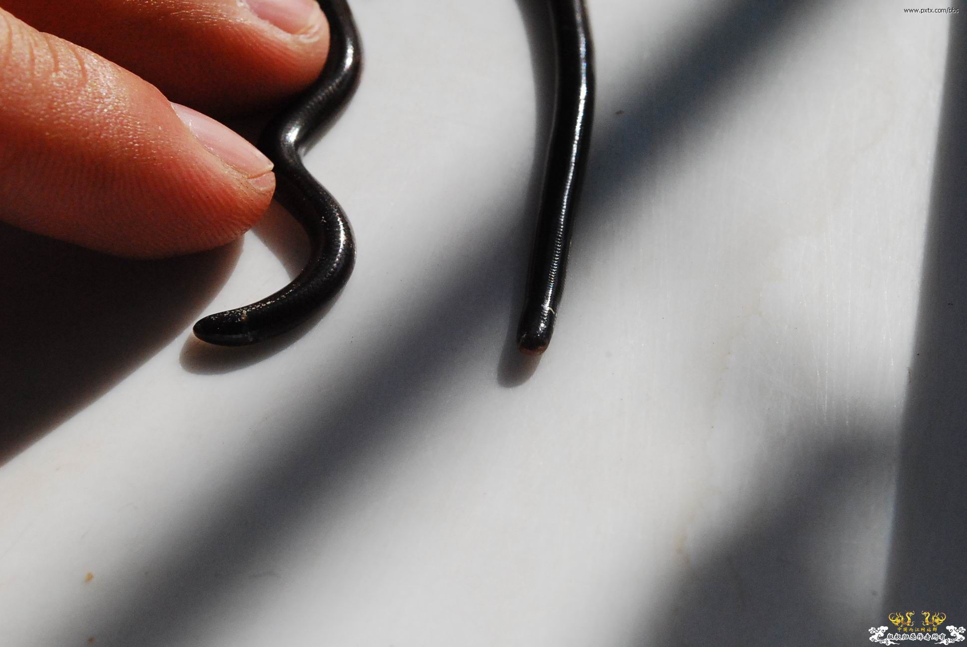 春天—长鼻蜡蝉、竹蜂、螳螂和蝽