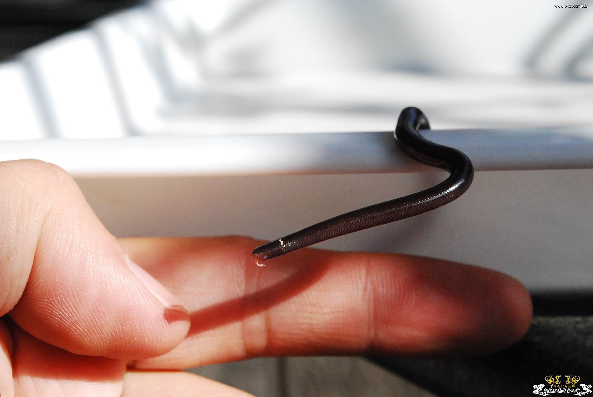 春天—长鼻蜡蝉、竹蜂、螳螂和蝽