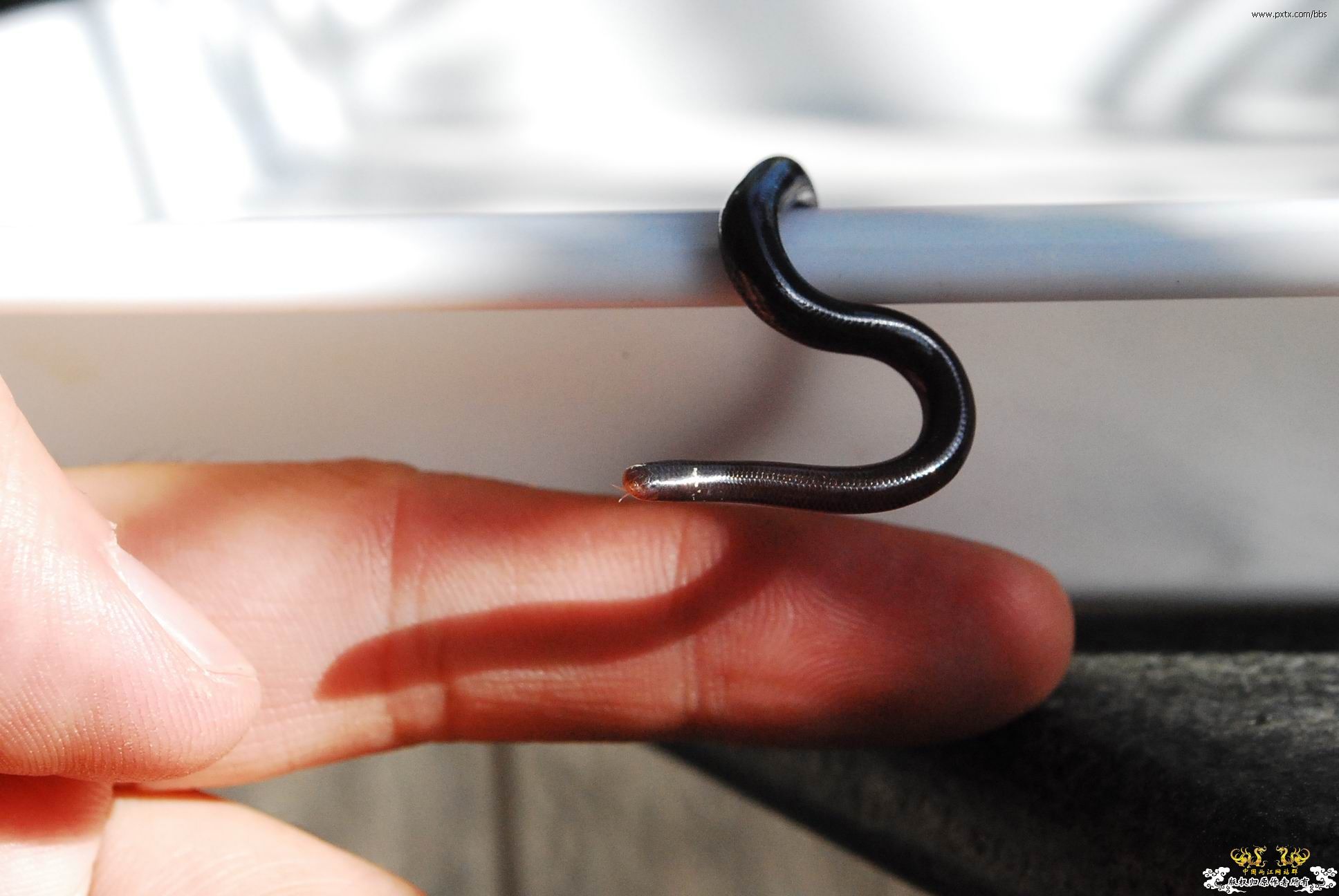 春天—长鼻蜡蝉、竹蜂、螳螂和蝽