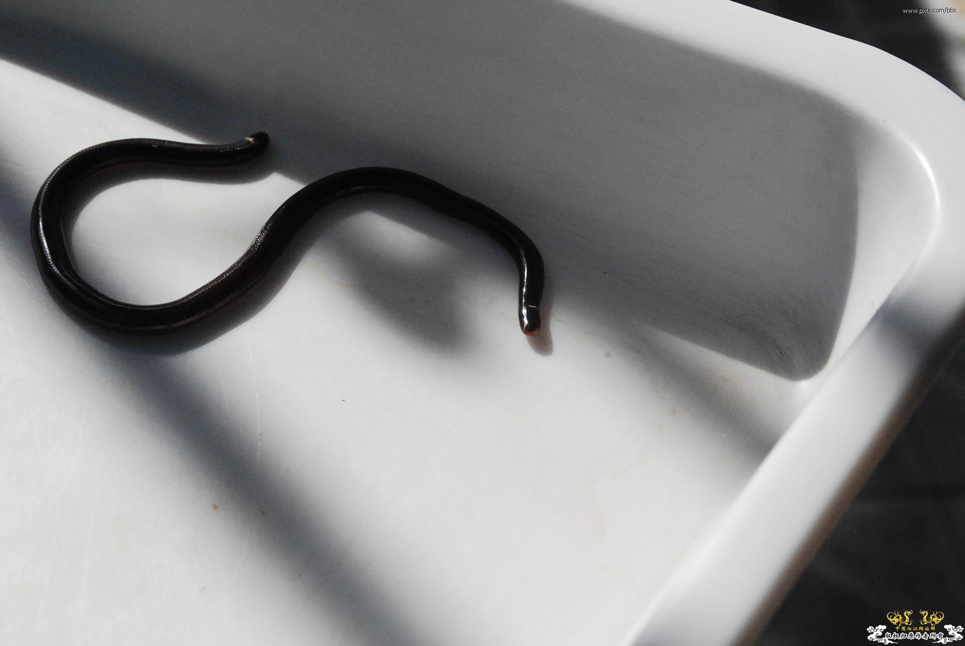 春天—长鼻蜡蝉、竹蜂、螳螂和蝽