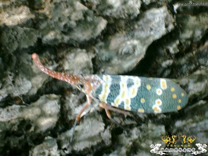 春天—长鼻蜡蝉、竹蜂、螳螂和蝽