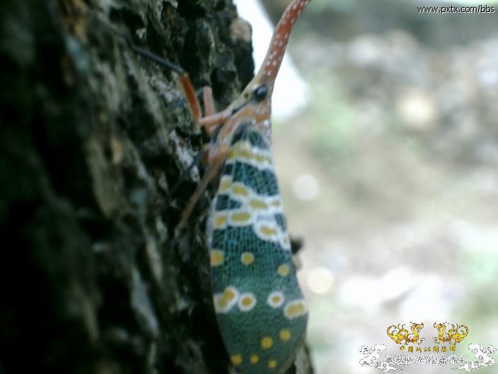 春天—长鼻蜡蝉、竹蜂、螳螂和蝽