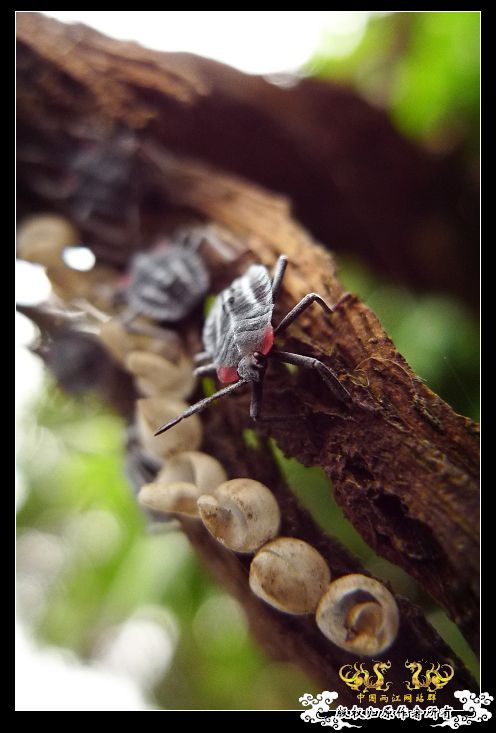 [贴图]几只昆虫！