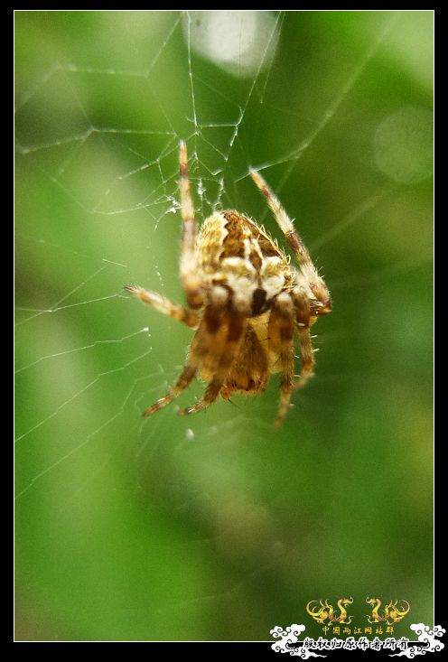 [贴图]几只昆虫！