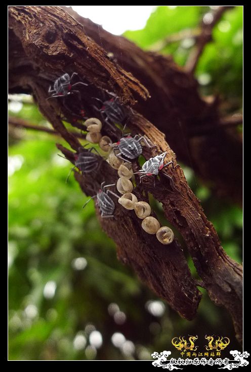 [贴图]几只昆虫！