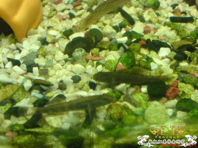 我的波士也要产卵了...