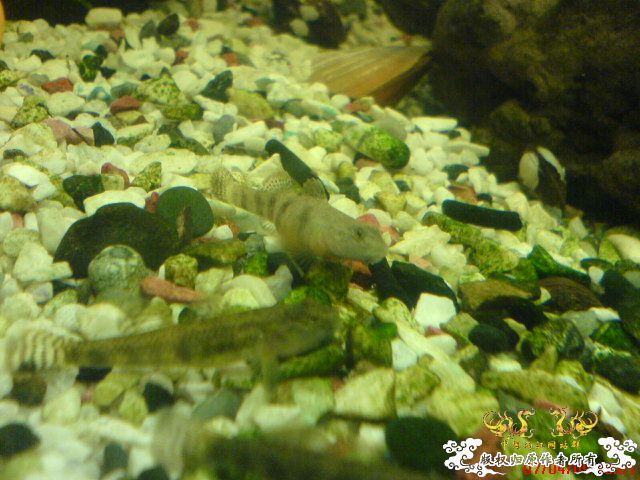 我的波士也要产卵了...