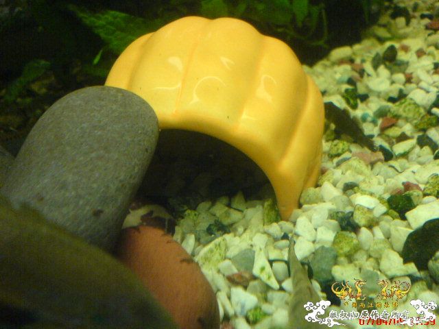 我的波士也要产卵了...