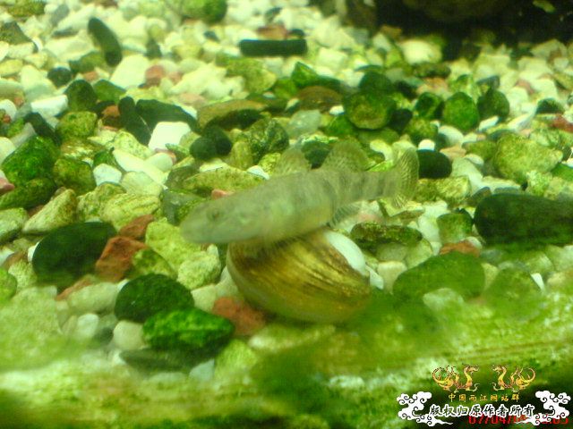 我的波士也要产卵了...