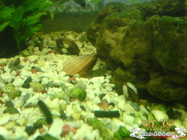 我的波士也要产卵了...