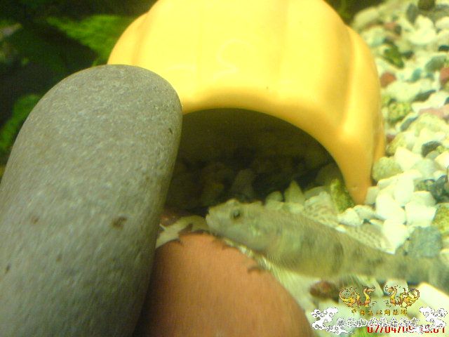 我的波士也要产卵了...