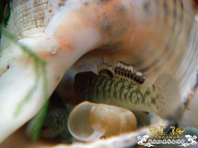 [原创]成功配对