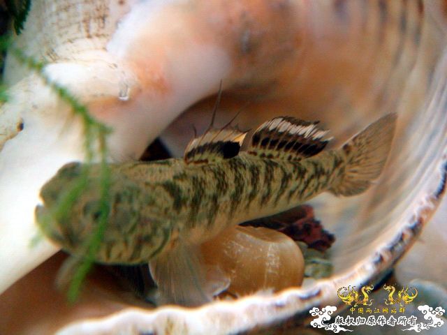 [原创]成功配对