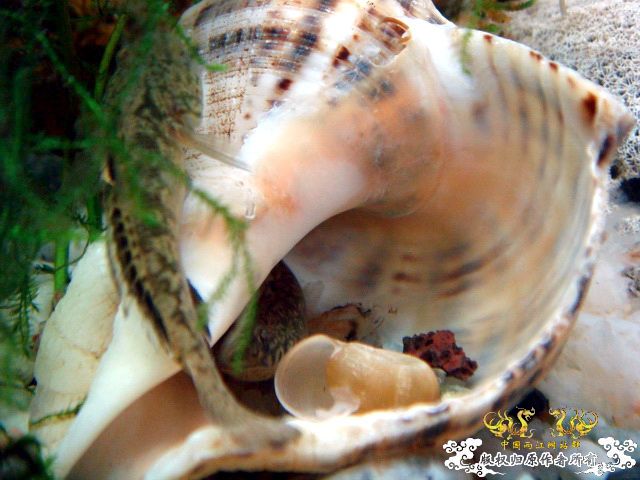 [原创]成功配对