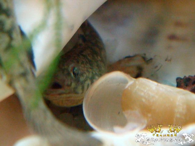 [原创]成功配对