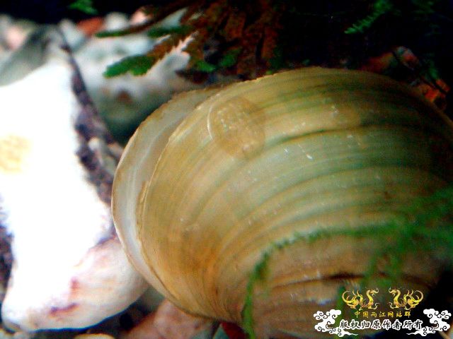 [原创]深切缅怀