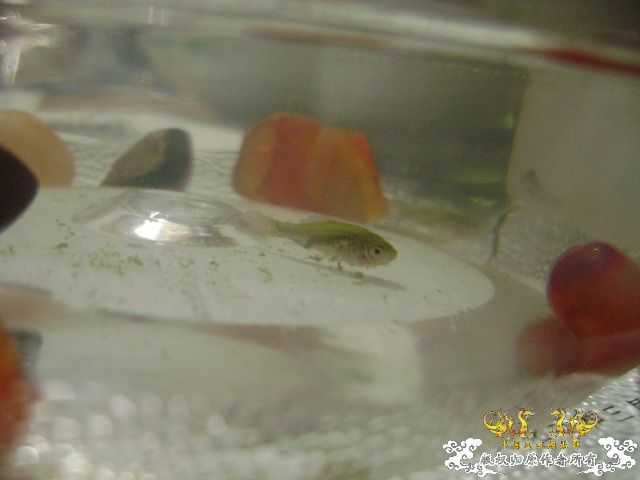 发图——今天野采的