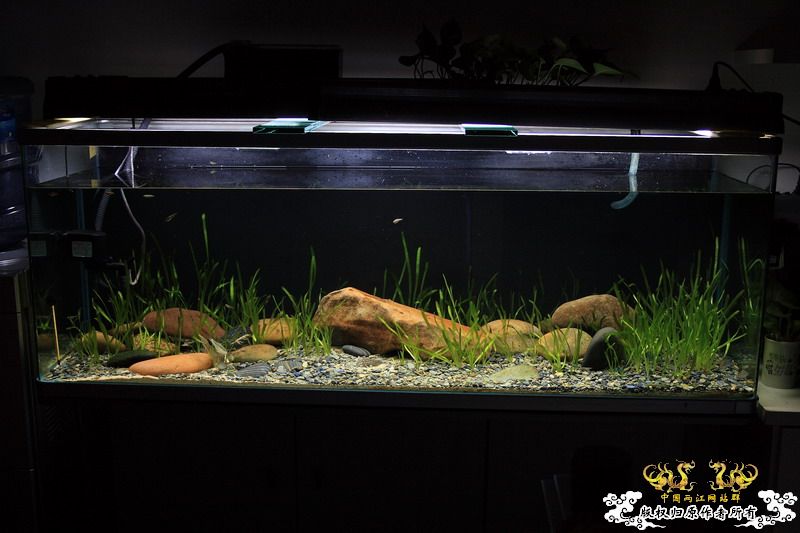 枯草鳑鮍缸首度公开