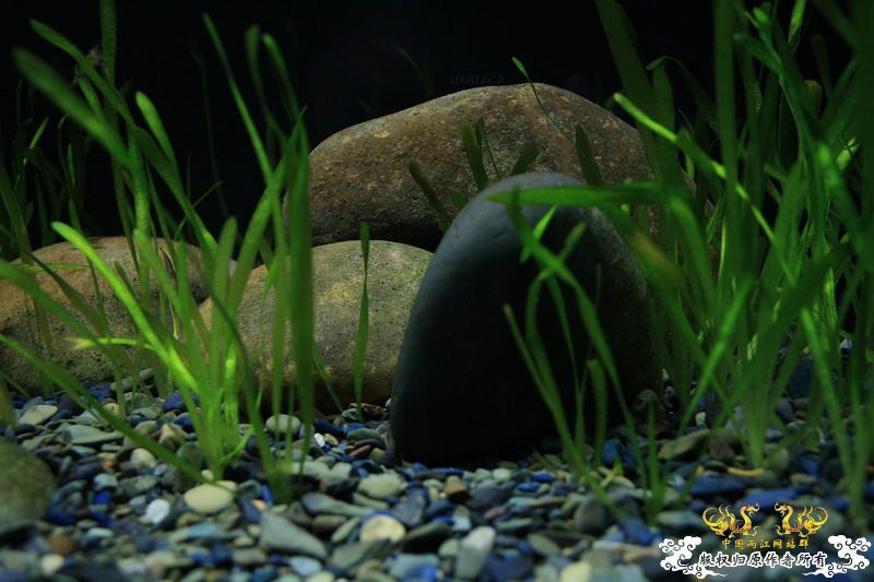 枯草鳑鮍缸首度公开