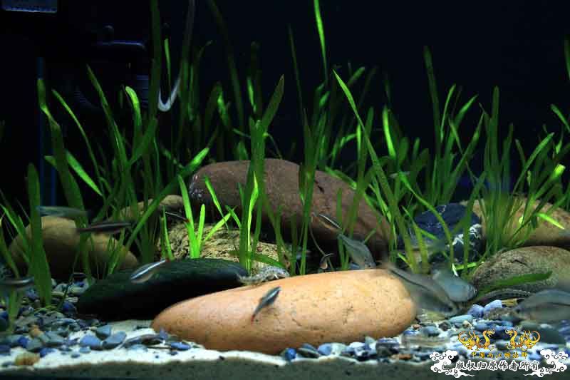 枯草鳑鮍缸首度公开