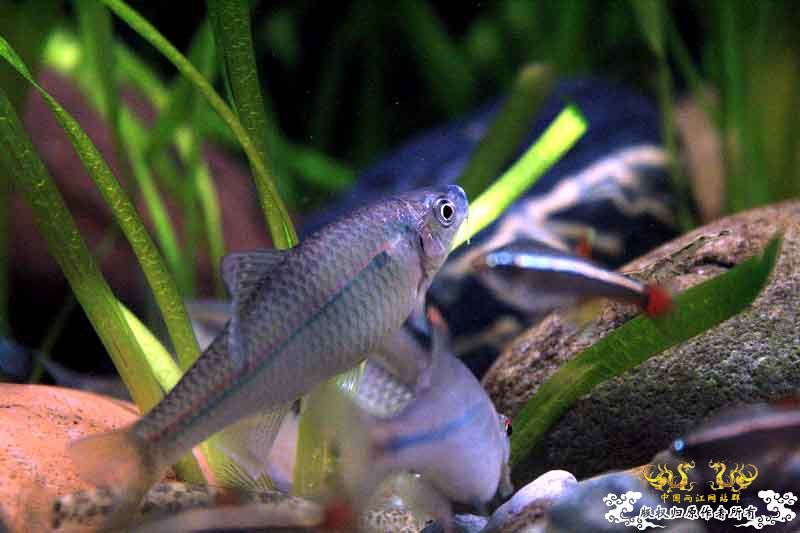 枯草鳑鮍缸首度公开