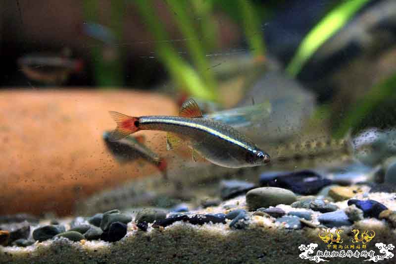 枯草鳑鮍缸首度公开