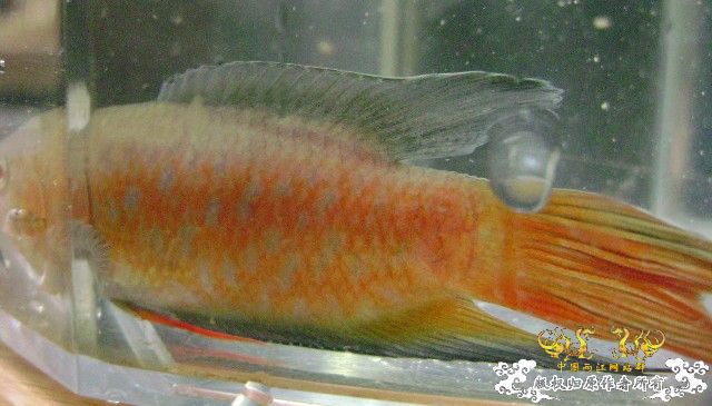 发些些许色，再拍些照....