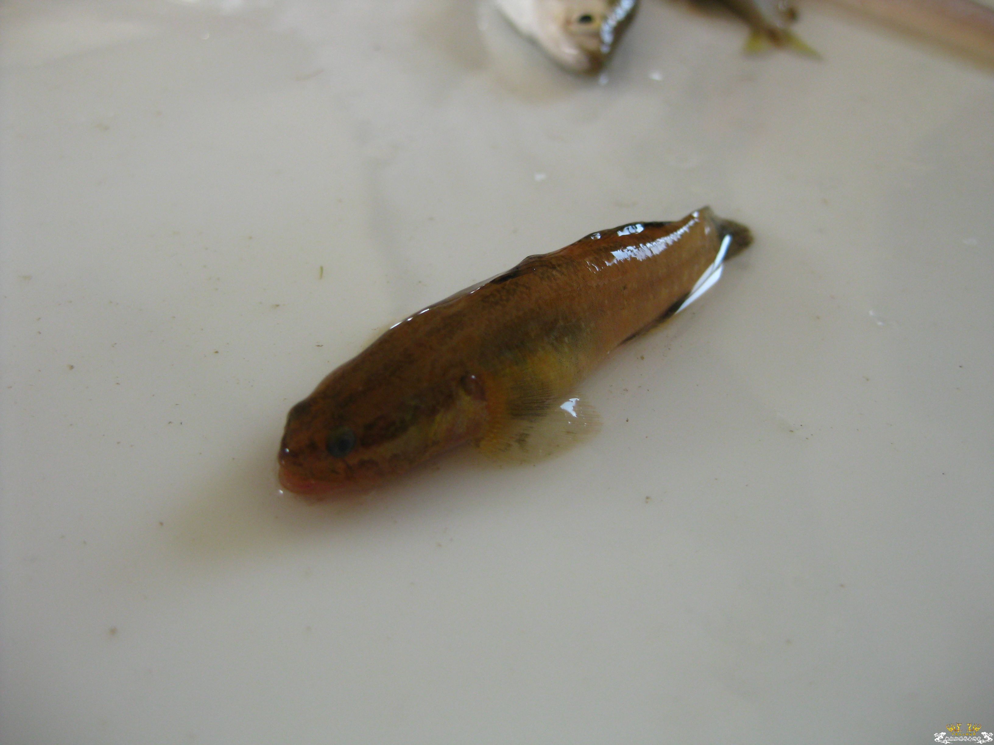 [求助]鰕鯱达人来鉴定下