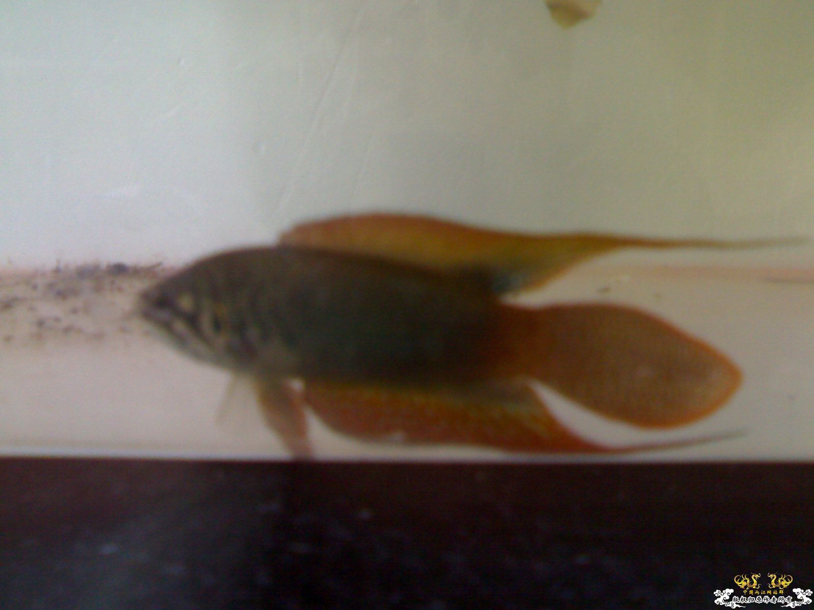 吃饱喝足住单间没妞泡的圆尾！