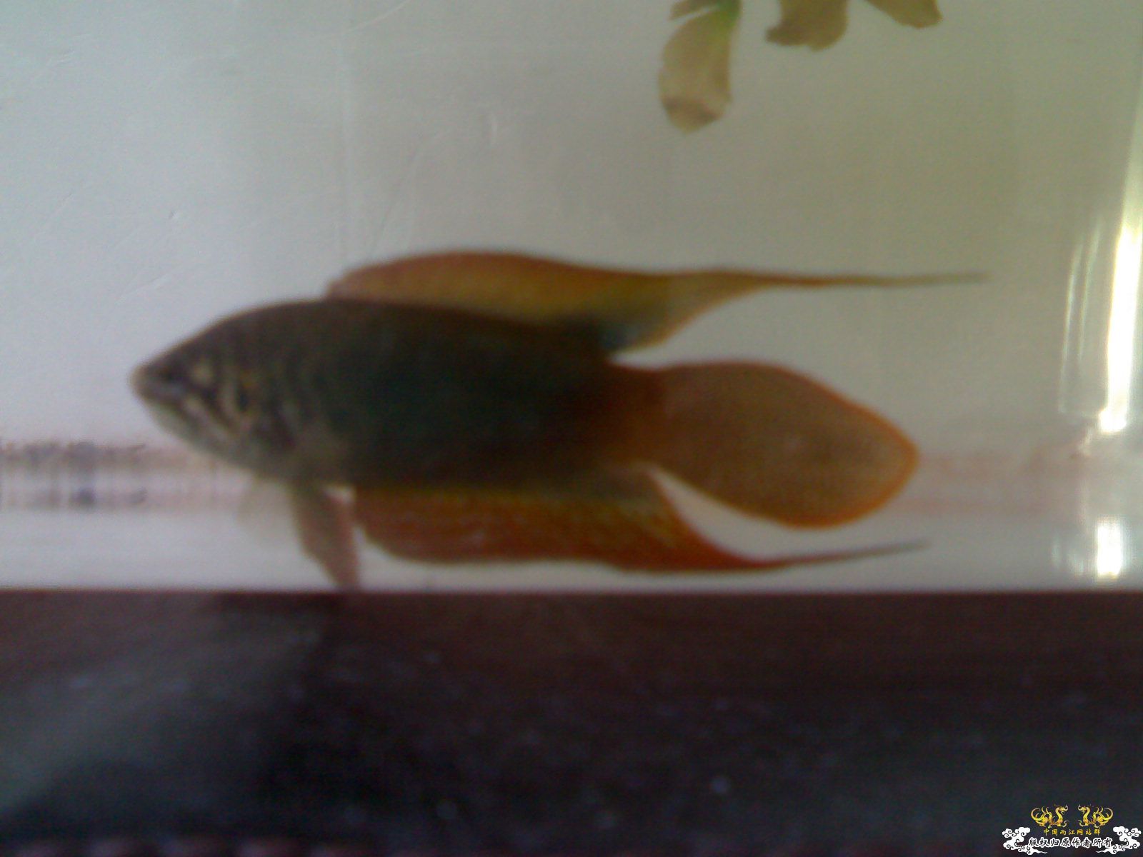 吃饱喝足住单间没妞泡的圆尾！