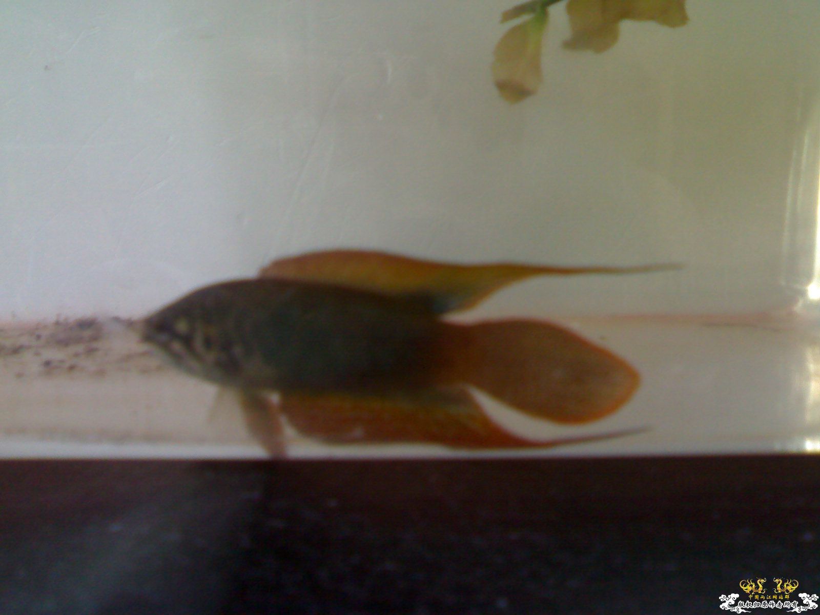 吃饱喝足住单间没妞泡的圆尾！