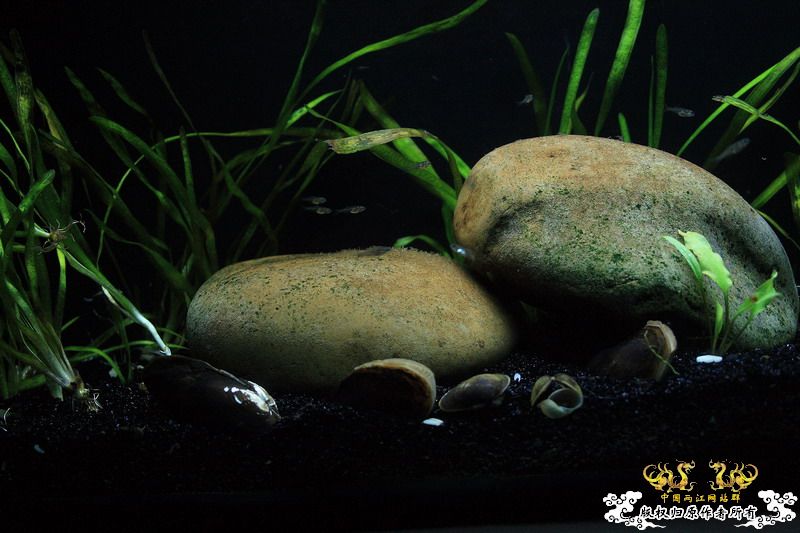 鳑鮍小苗初长成