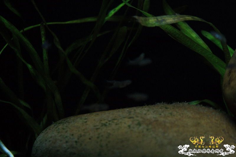 鳑鮍小苗初长成