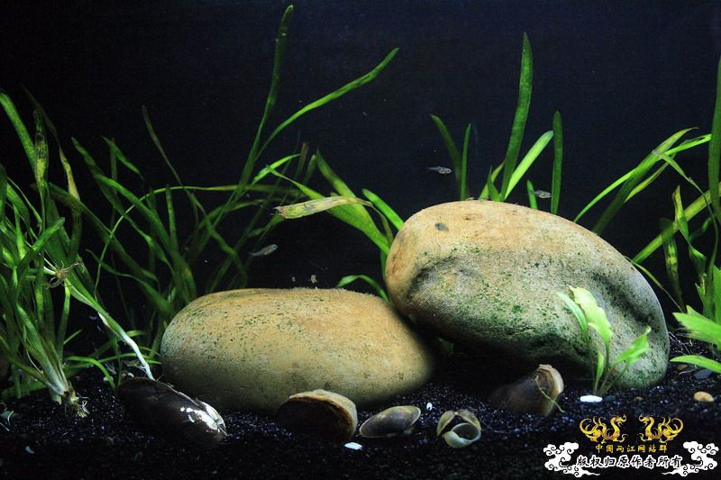 鳑鮍小苗初长成