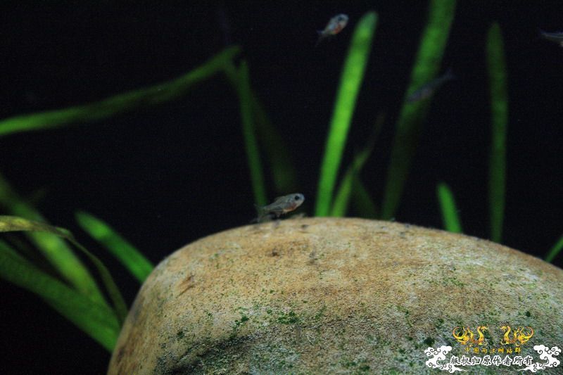 鳑鮍小苗初长成