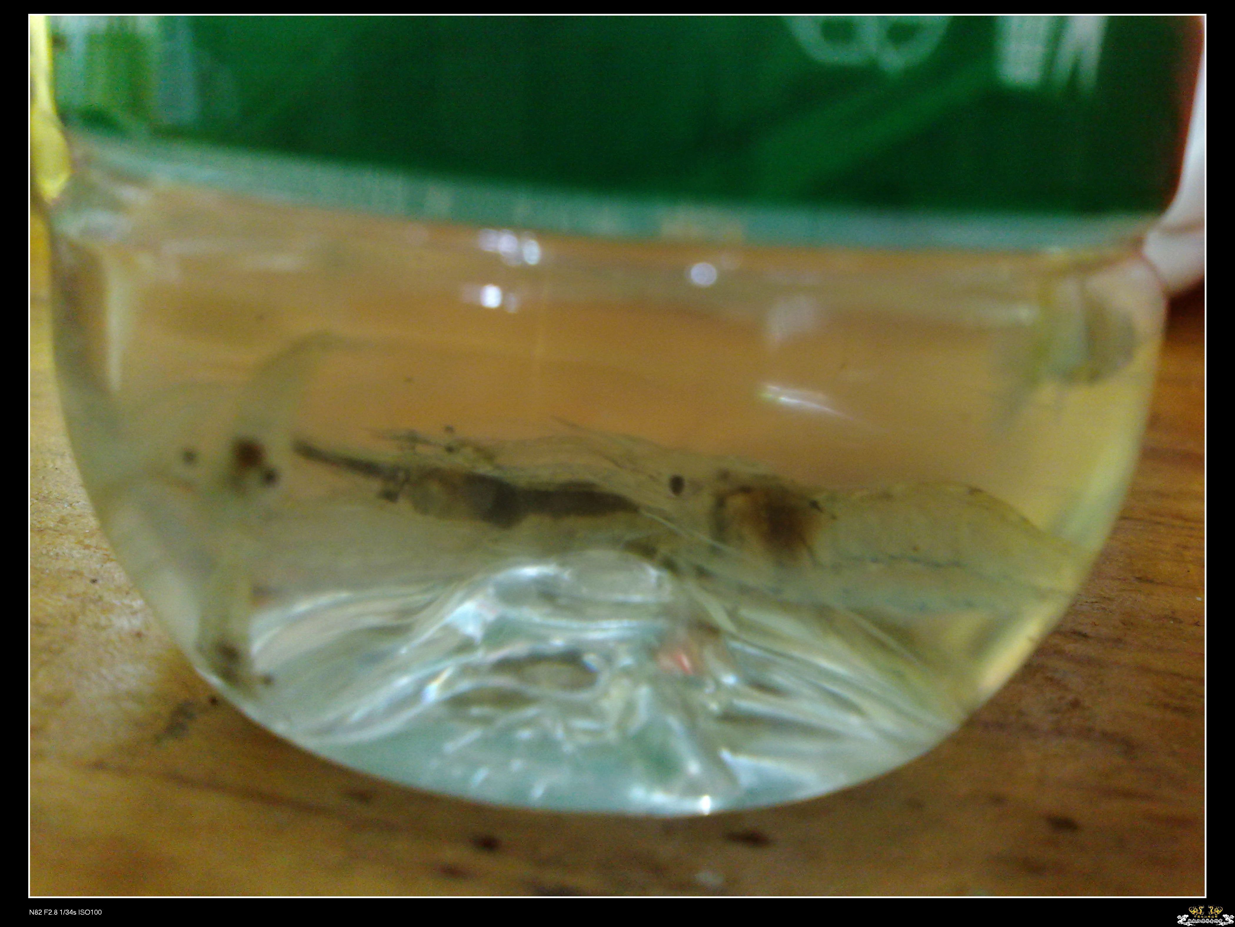 无独有偶，我也偶得一条玻璃虾虎