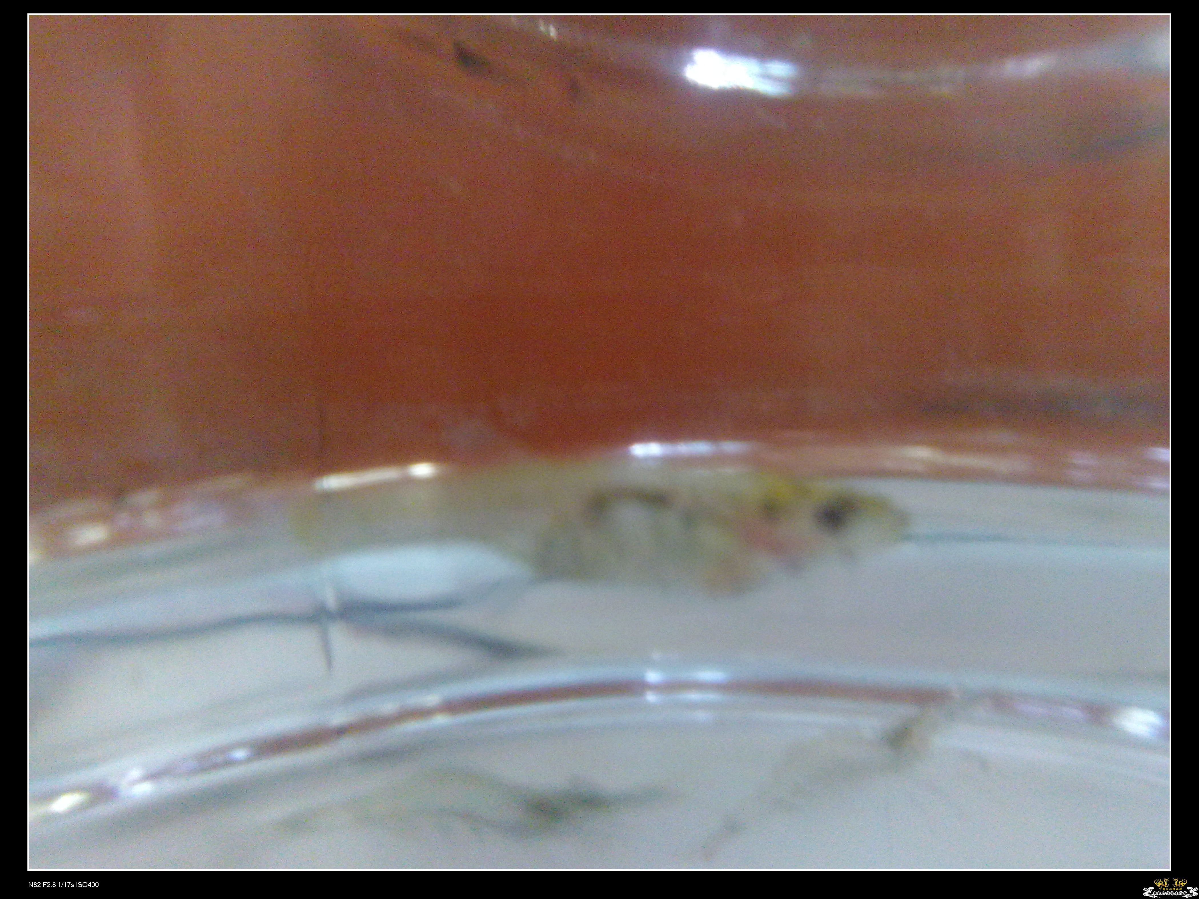 无独有偶，我也偶得一条玻璃虾虎