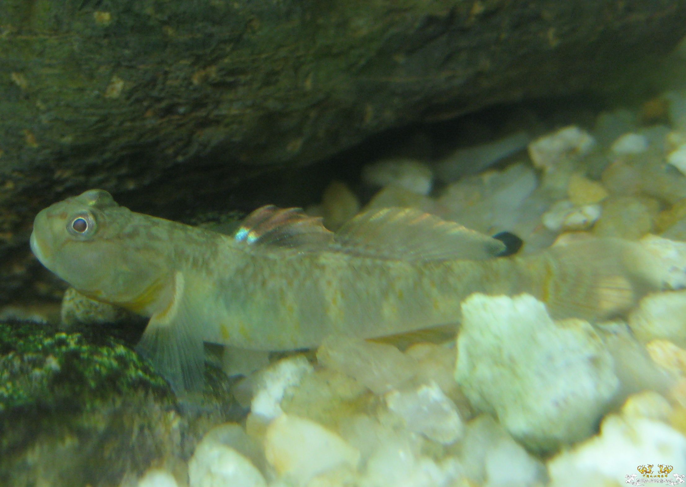 [求助]这个事什么虾虎？？