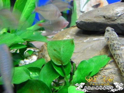 [求助]请问大虾这是褐藻吗？