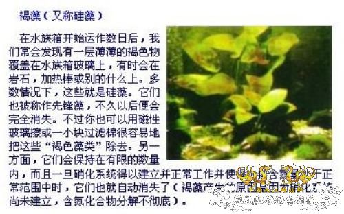 [求助]请问大虾这是褐藻吗？