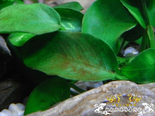 [求助]请问大虾这是褐藻吗？