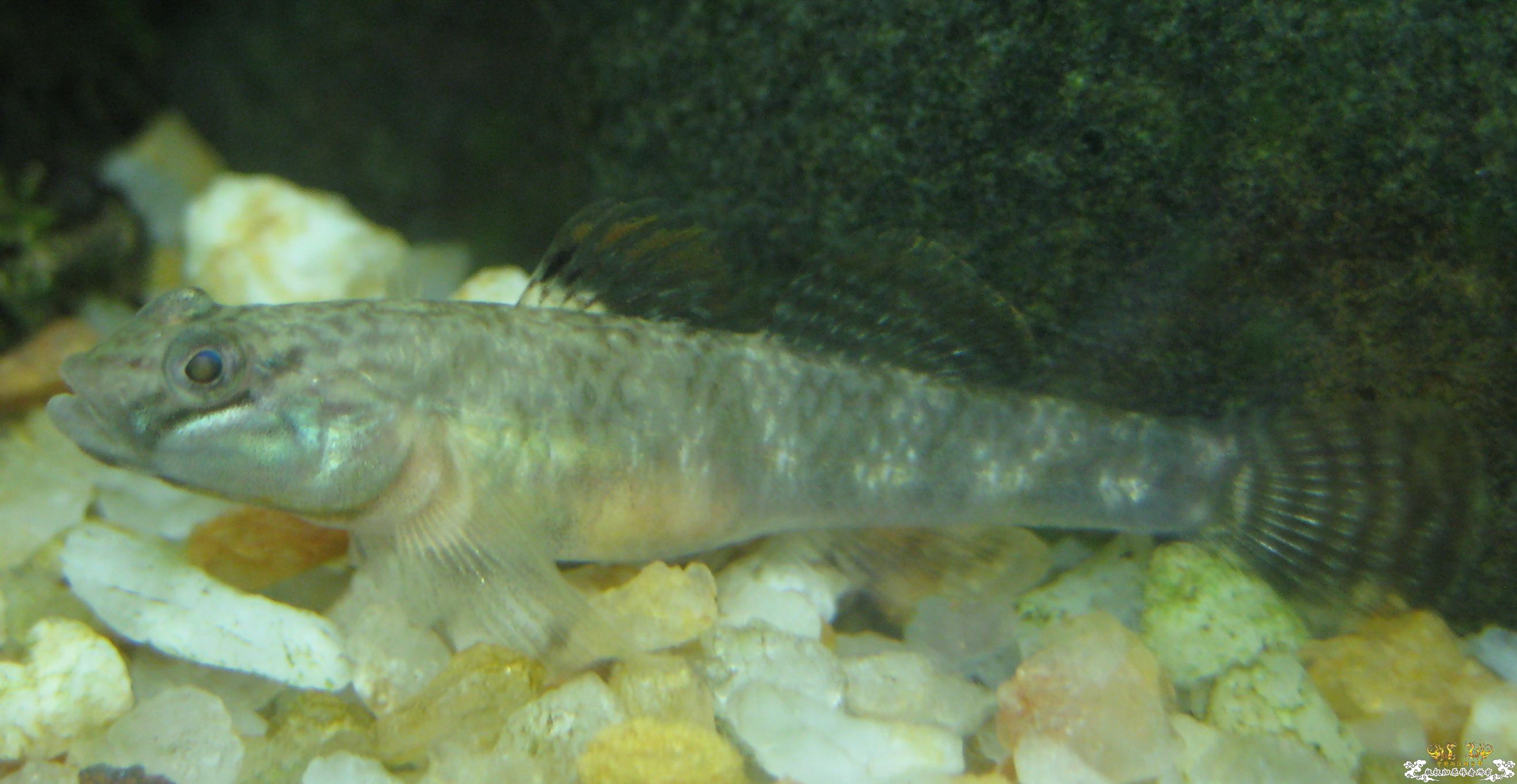 [求助]这个是什么虾虎？？