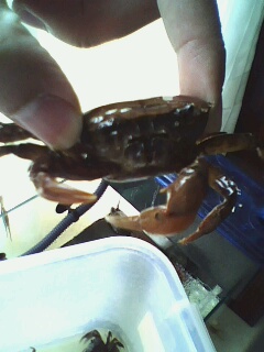 关键字:螃蟹 某鳅 到处塞满了螃蟹 饿龟