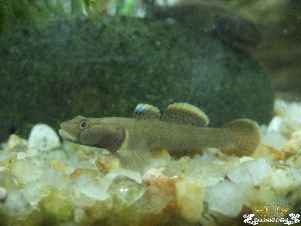 [求助]密点？？？