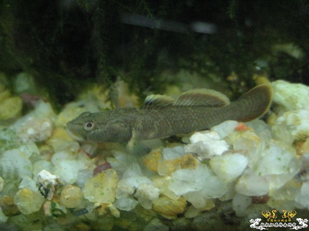 [求助]密点？？？