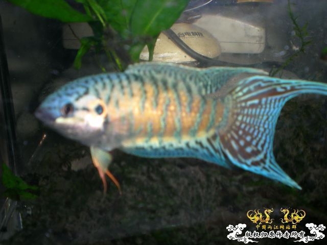 还算可以的小蓝